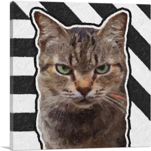 American Shorthair Cat Breed Grumpy