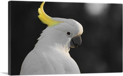 White Parrot Bird With Yellow Tuft