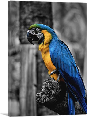 Yellow And Blue Ara Parrot On The Branch