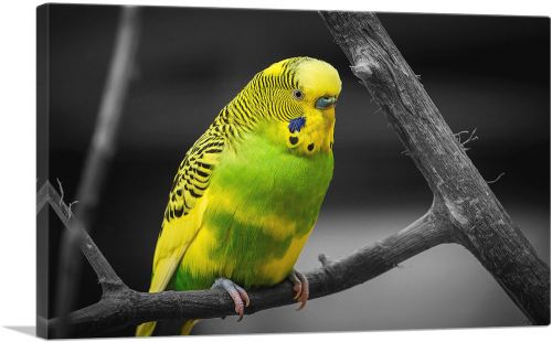 Yellow And Green Parakeet Parrot On Branch