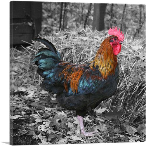 Young Rooster Cock On Farm