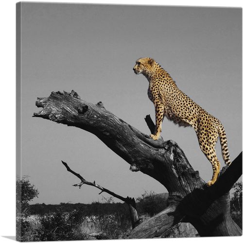 Cheetah Looking For Prey On Branch African Savannah