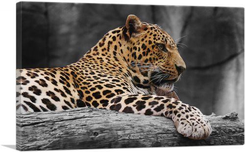 Leopard On Log