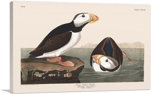 Large Billed Puffin