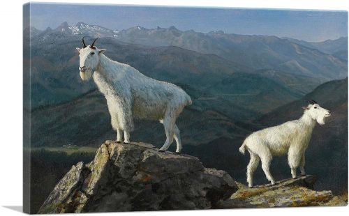 Mountain Goats