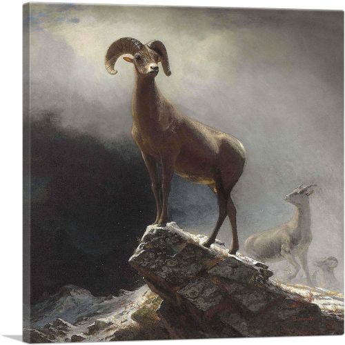 Rocky Mountain Big Horn Sheep 1884