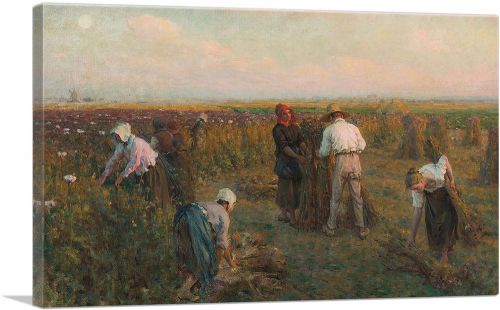 Harvesting The Oil Poppies