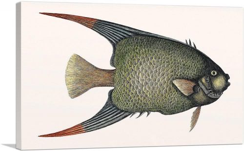 Vintage Illustration Of Angel Fish