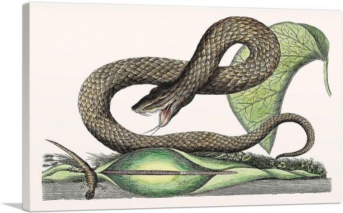 Vintage Illustration Of Brown Viper