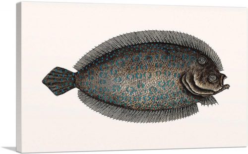 Vintage Illustration Of Sole Fish