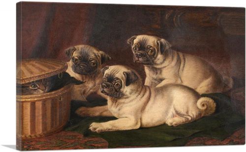 Peeping At The Pugs