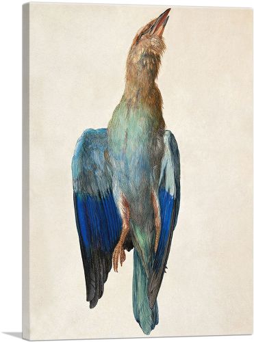 Dead Bluebird - Blue Roller 1512