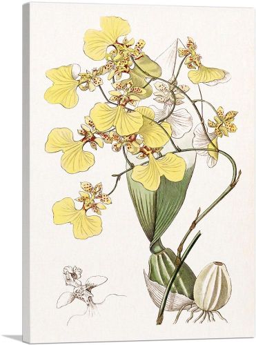 Yellow Orchid Flowers 1843