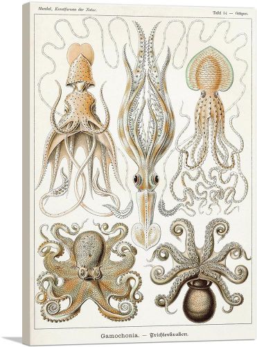 Cephalopods Squid Octopus 1899
