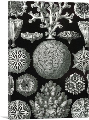 Hexacorallia Aquatic Organisms 1904