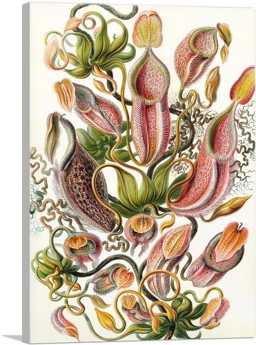 Nepenthaceae  Carnivorous Plants 1904