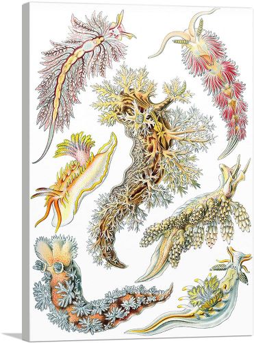 Sea Slugs Nudibranch Gastropod Mollusks 1904