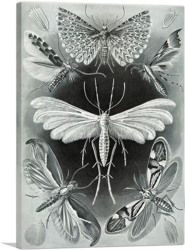 Tineida Moth 1904