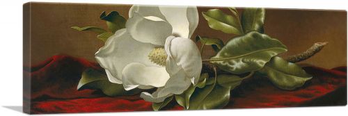 A Magnolia On Red Velvet Panoramic