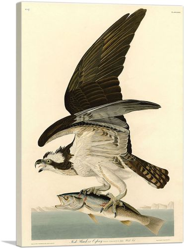 Fish Hawk - Osprey