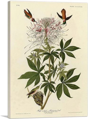 Ruff-Necked Hummingbird