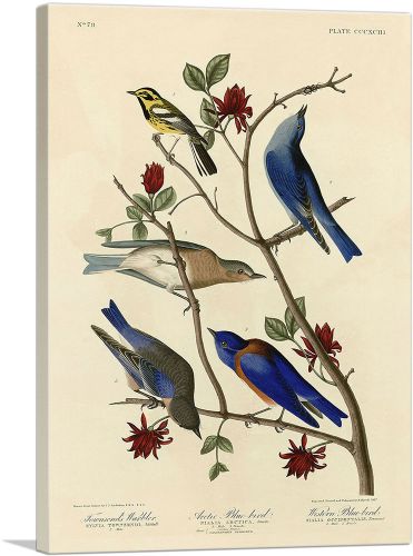 Townsend's Warbler - Arctic Blue-Bird - Western Blue-Bird