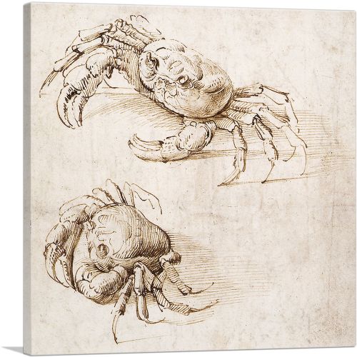 Studies of Crabs