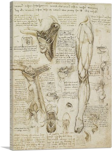 Studies of the Human Body - Leg and Pelvis