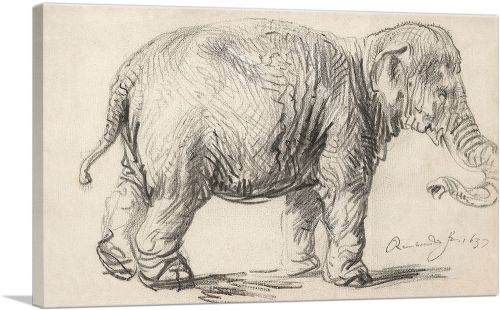 An Elephant 1637