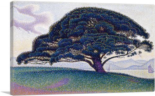The Bonaventure Pine 1893