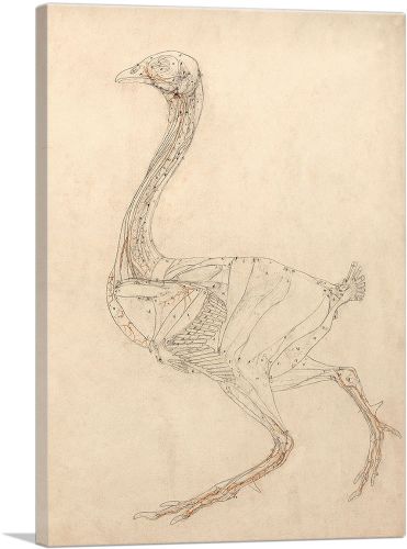 Fowl Body 1806