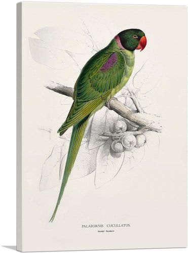 Hooded Parakeet 1832