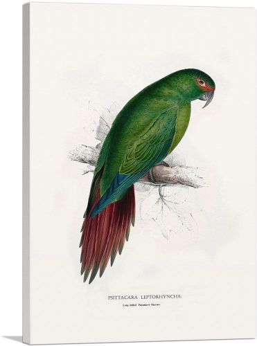Long-Billed Parakeet Macaw 1832