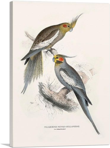 New Holland Parakeet 1832