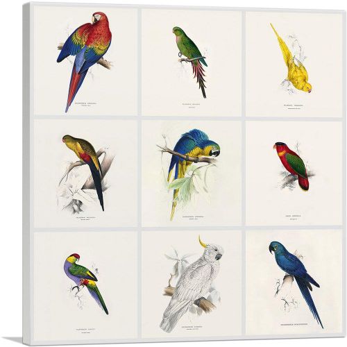 Parrot Cockatoo Macaw Parakeet Collage Square