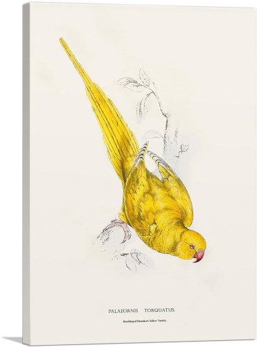 Roseringed Parakeet 1832