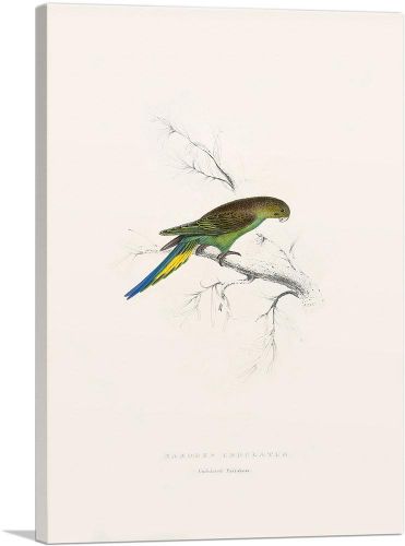 Undulated Parakeet 1832
