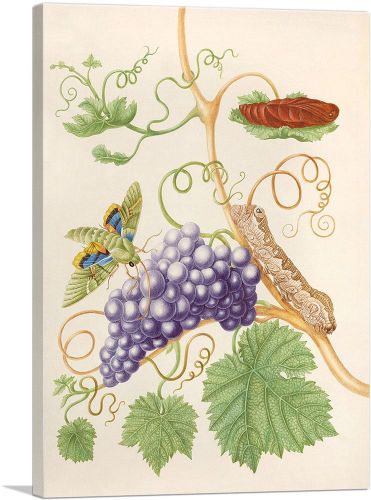 Grape Vine With Gaudy Sphinx Moth 1702