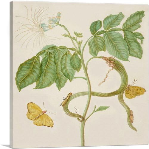 Icecream Bean Tree with Cloudless Sulphur Butterfly 1702