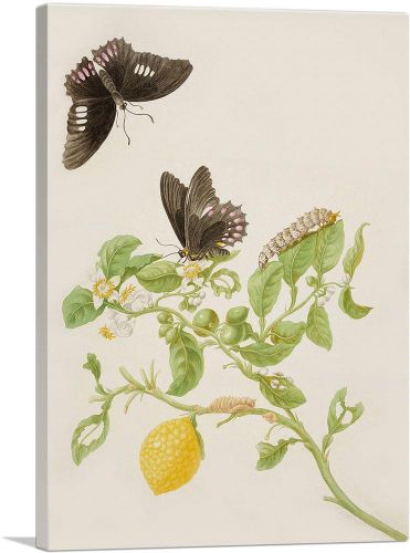 Key Lime With Ruby Spotted Swallowtail Butterfly 1702