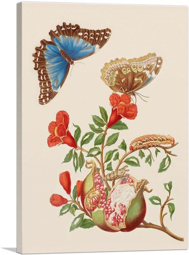 Pomegranate And Menelaus Blue Morpho Butterfly 1702