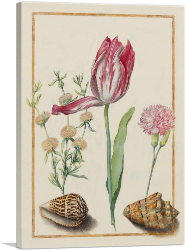 Study Of a Tulip Carnation And Two Shells