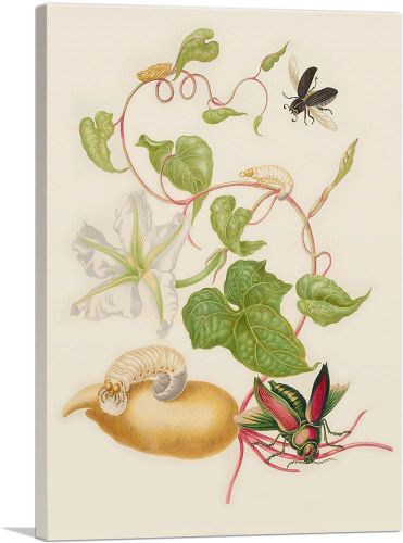 Tropical White Morning Glory With Two Beetles 1702