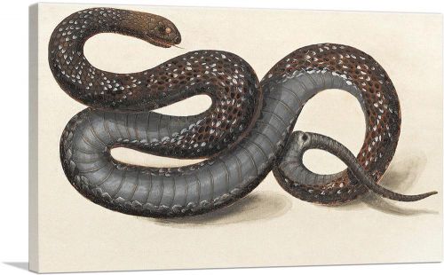 A Snake