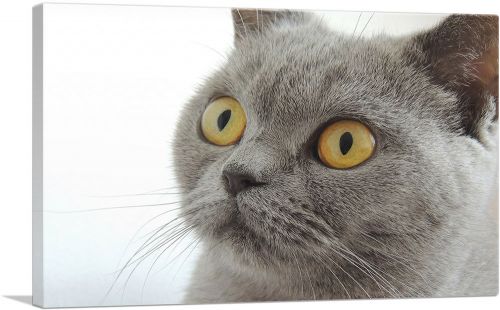 British Shorthair Gray Cat with Yellow Eyes Home Decor