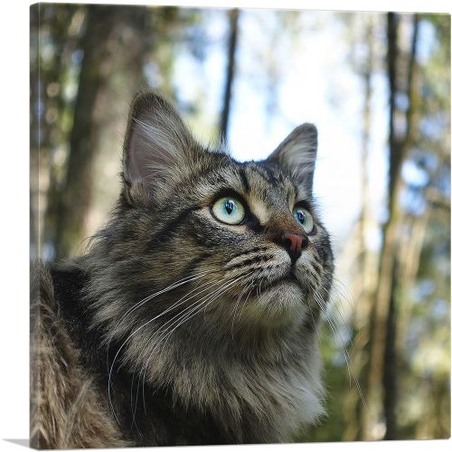 Grey Norwegian Forest Cat Home decor