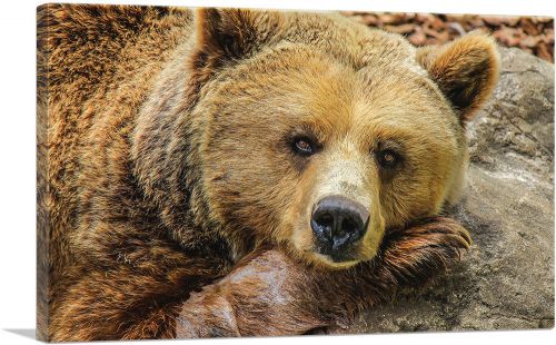 Grizzly Bear On Rock Zoo decor