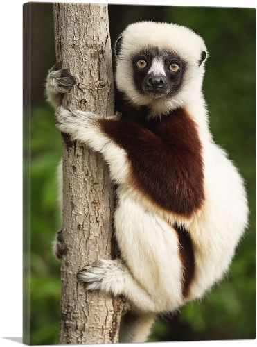 Lemur Home decor