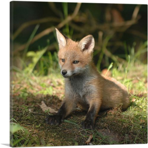 Little Fox In Forest Home decor