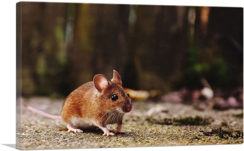 Mouse In Forest Home decor